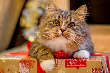 What to give your dog and cat for the New Year and Christmas