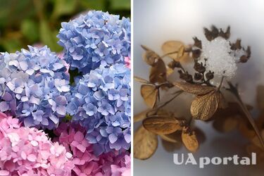 Гортензії пишно квітнутимуть навесні, якщо зараз зробити одне завдання