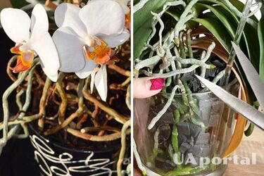 Why do orchid roots grow outside the pot