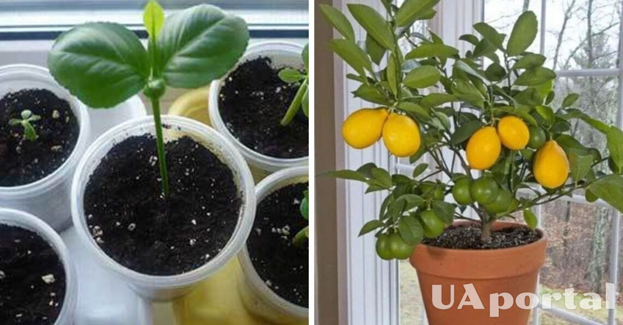 Як саджати та доглядати за лимоном вдома