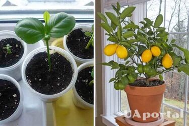 How to plant and care for lemon at home