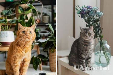 Топ-6 методів, які допоможуть відучити кота їсти кімнатні рослини