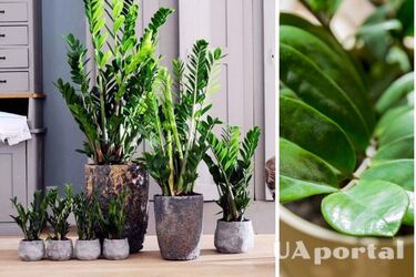 Чому заміокулькас погано росте