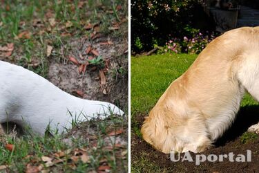 Чому собаки люблять рити ями