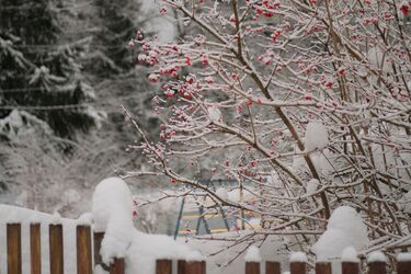 Czy warto przycinać ogród zimowy: zalety i wady zabiegu