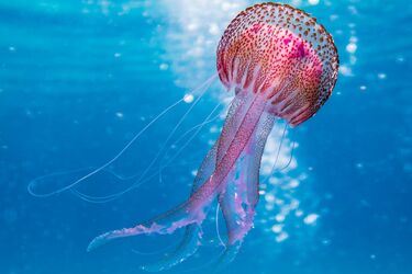 5 фактів про світовий океан, які свідчать, що ми мало про нього знаємо