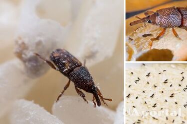 Як легко позбутися від рисових довгоносиків у крупах: бабусині методи