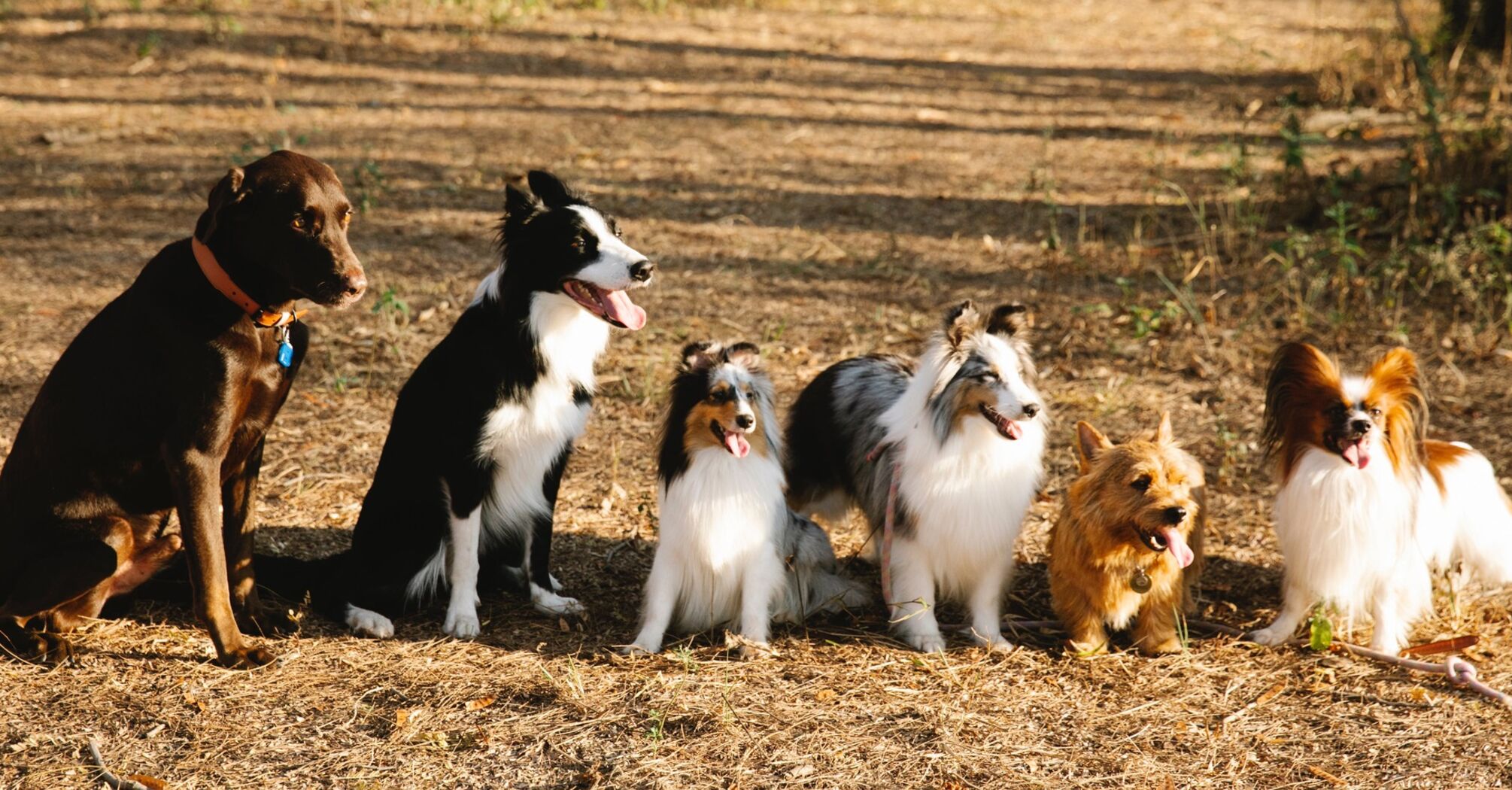 Collie store representative species