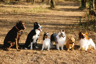Easy to train and very obedient: ranking of the smartest dogs in the world