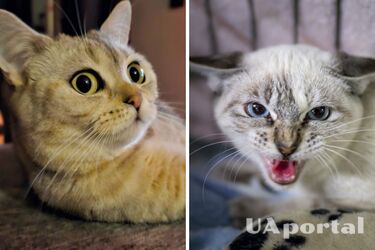 Що означає, коли кіт шипить у порожнє місце