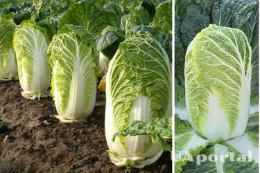 Какая польза и вред пекинской капусты