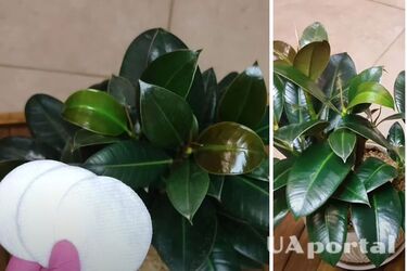 Як зробити листя фікуса блискучим, щоб на нього не осідав пил