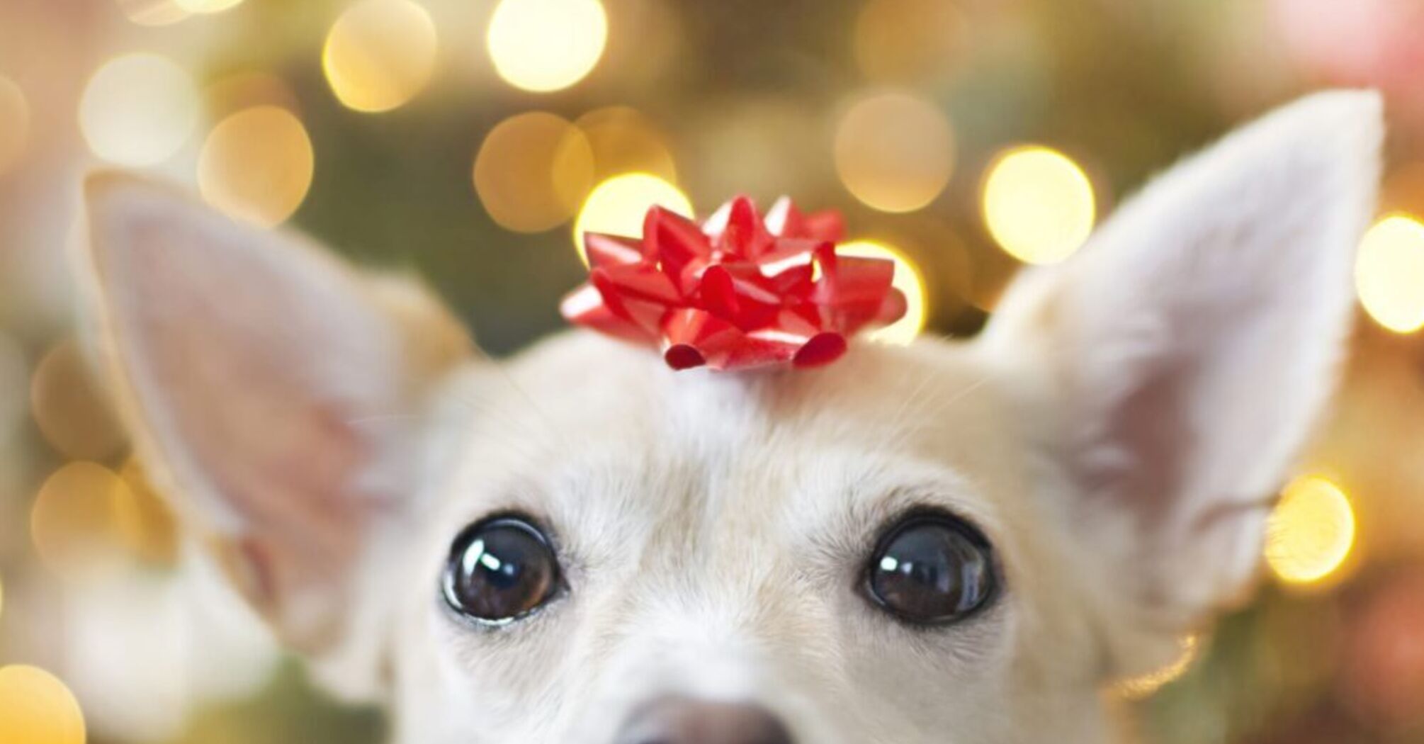 Dogs love Christmas as much as their owners - scientists