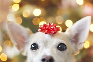 Dogs love Christmas as much as their owners - scientists