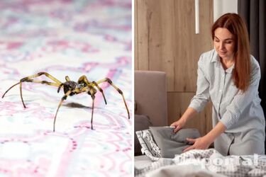 Почему появляются пауки – что привлекает пауков дома