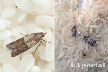 Харчова міль - Як боротися з харчовою міллю та комахами на кухні