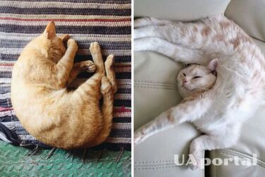 Why do cats sleep in a ball?