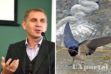 Языковед объяснил, почему ласточка в щедривках прилетает зимой: как возникла ошибка