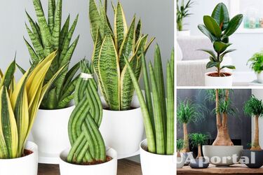 Какие комнатные растения могут продолжать жить без воды