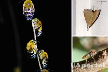 Вчені з Австралії порахували скільки видів тварин живе у них у будинку