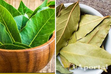 Поможет снять стресс и расслабиться: три причины повесить лавр в ванной комнате