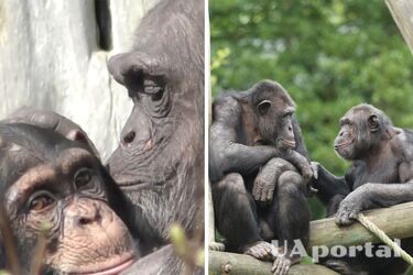 Scientists find that great apes remember friends for life