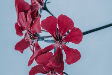 Почему не стоит выращивать герань в помещении: Суеверия