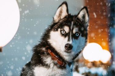 Вражаючі факти про сибірських хаскі: Таємниці цієї породи