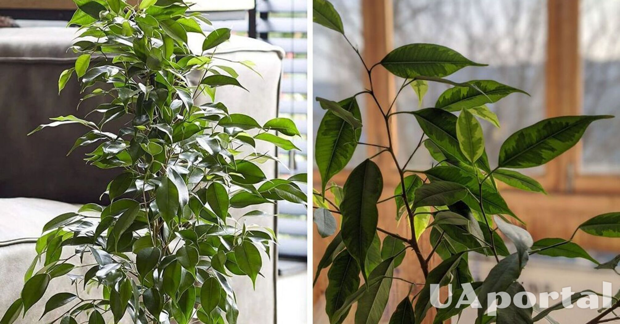 How to care for your ficus in winter