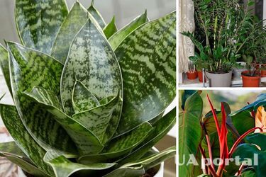 Какие комнатные растения привлекают богатство и деньги