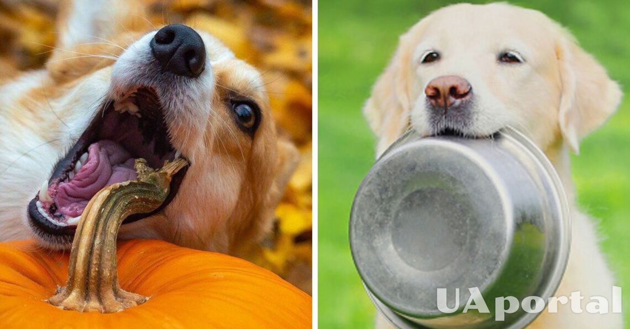 Can dogs have outlet cereal