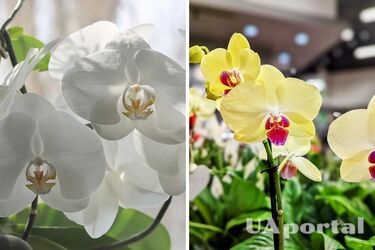 Специалисты назвали лучшее место для орхидеи зимой, чтобы она не заболела