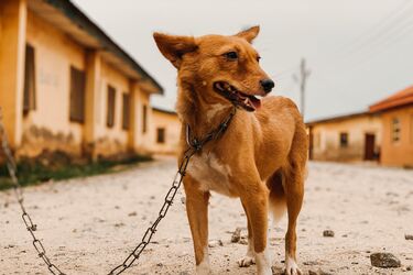 Dogs that do not bark