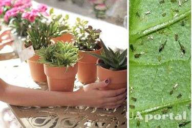 How to repel insects from indoor plants