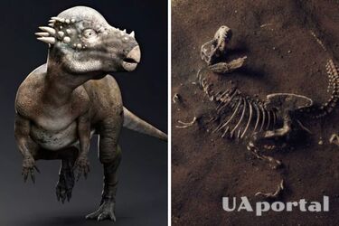 У Північній Америці знайдено два нові види раніше невідомих науці динозаврів