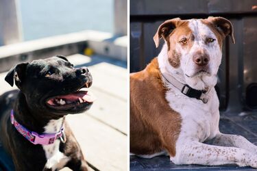 Стафф, чи пітбуль