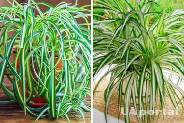 Яка кімнатна рослина очищає повітря