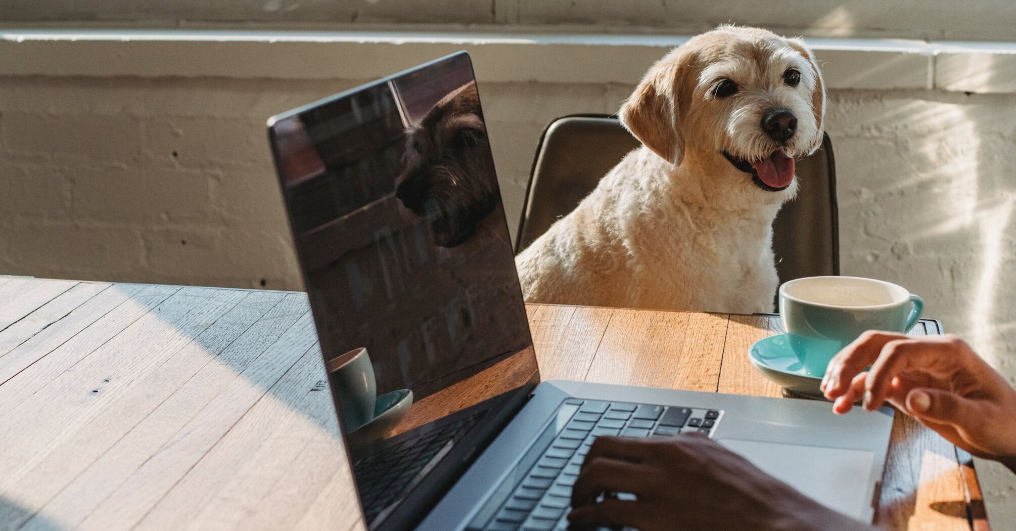 Should you take your dog to work in the office? All the pros and cons