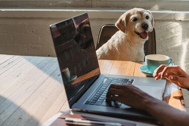 Dog in the office