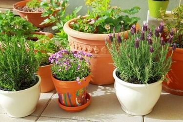 Как выбрать горшок для комнатных растений