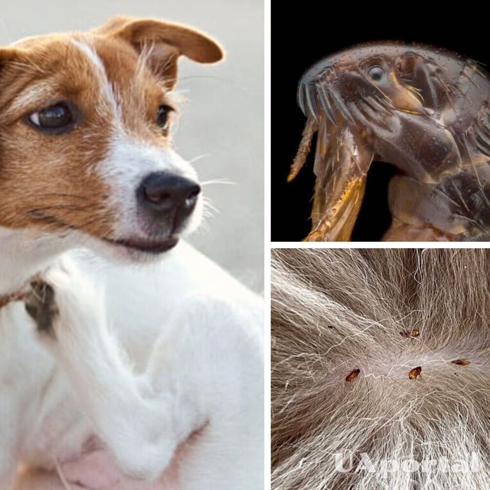 Fleas in dogs: veterinarians urged to act quickly, otherwise they will live in your home