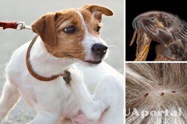 Fleas in dogs: veterinarians urged to act quickly, otherwise they will live in your home