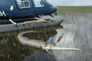Огромная змея и аллигатор взорвались после смертельной схватки (фото)