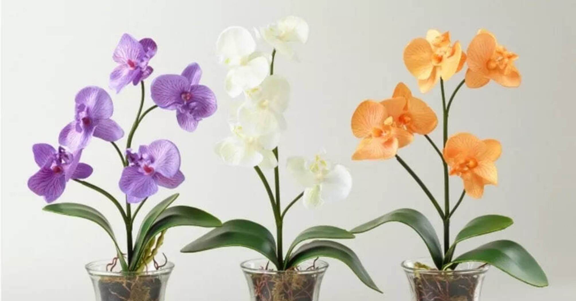 Why orchids should be grown in clear pots