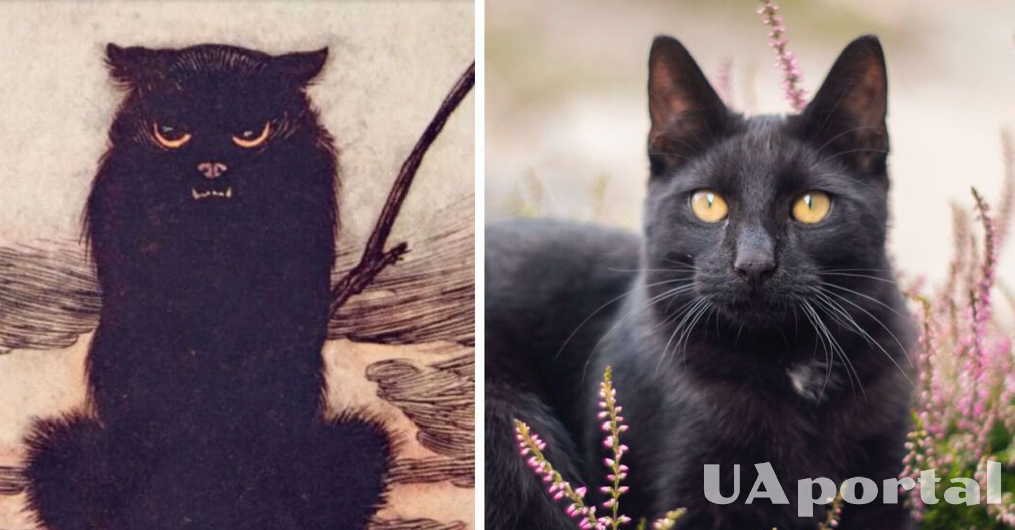 Чорні коти - цікаві факти про чорних котів
