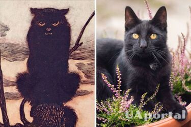 Чорні коти - цікаві факти про чорних котів