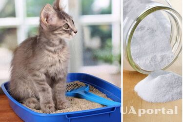 Как удалить неприятный запах из кошачьего туалета