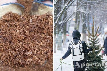 Don't just throw it away: gardener explains what to do with a Christmas tree after the holidays