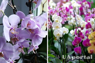 Если поливать орхидеи так, то они быстро погибнут: Распространенная ошибка