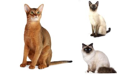 Самые умные коты
